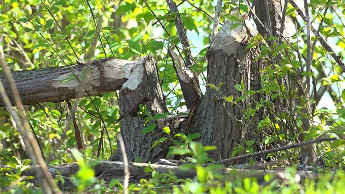Beveroverlast zorgt voor gevaarlijke situaties bij visvereniging in Belfeld