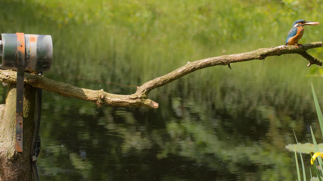 Het livestream-project 'Beleef de lente' van de Vogelbescherming gaat vanavond weer van start. Negen camera's staan gericht op negen vogelnesten.