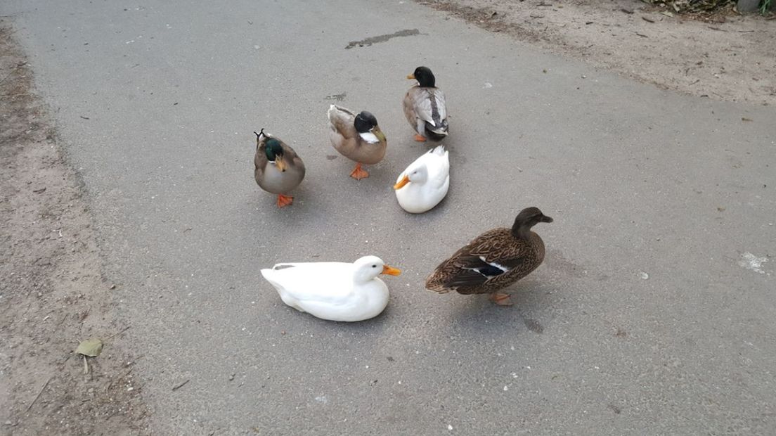 De dieren op het Vogeleiland in het Rijsterborgherpark in Deventer