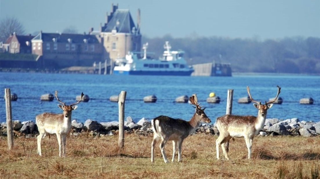 Damherten op Haringvreter