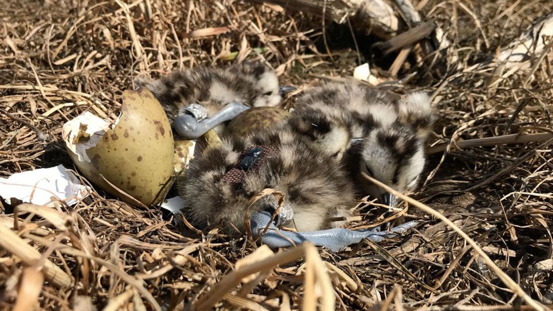 De jonge wulpen in het nest (Rechten: RTV Drenthe/Jan Dijk)