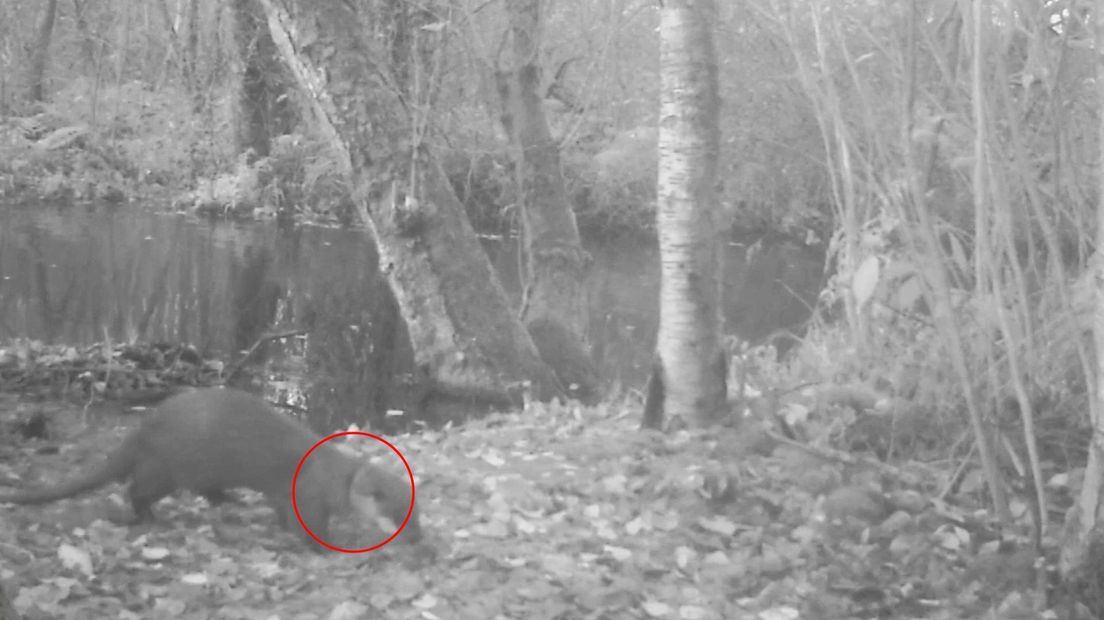 Op beelden van de wildcamera is duidelijk te zien dat de jonge otter een plastic ring om zijn nek heeft
