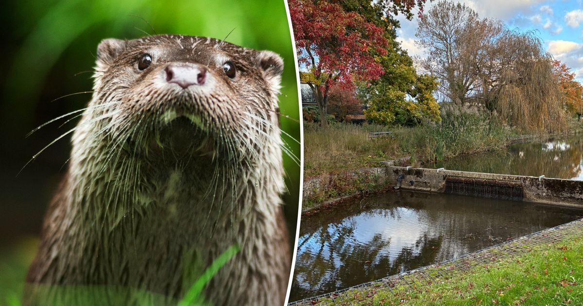 Drie otters bezoeken woonwijk Oldenzaal: 'Ik dacht eerst dat het een rat was'