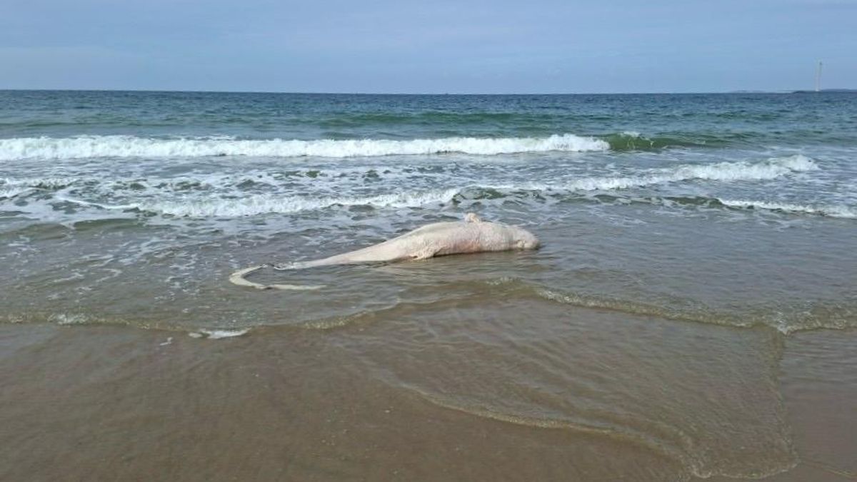 Dode beloega aangespoeld bij Kamperland