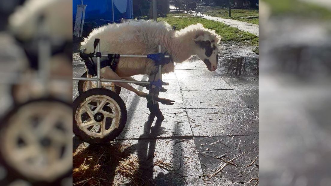 Dit is hoe rolstoelschaap Yiannoula uit Griekenland in Biervliet belandde