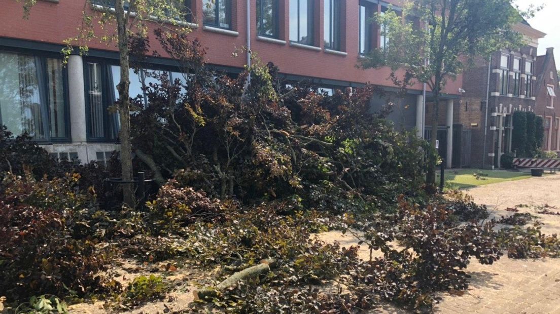 Takkenresten op de grond nadat de zaag in de beuk is gezet
