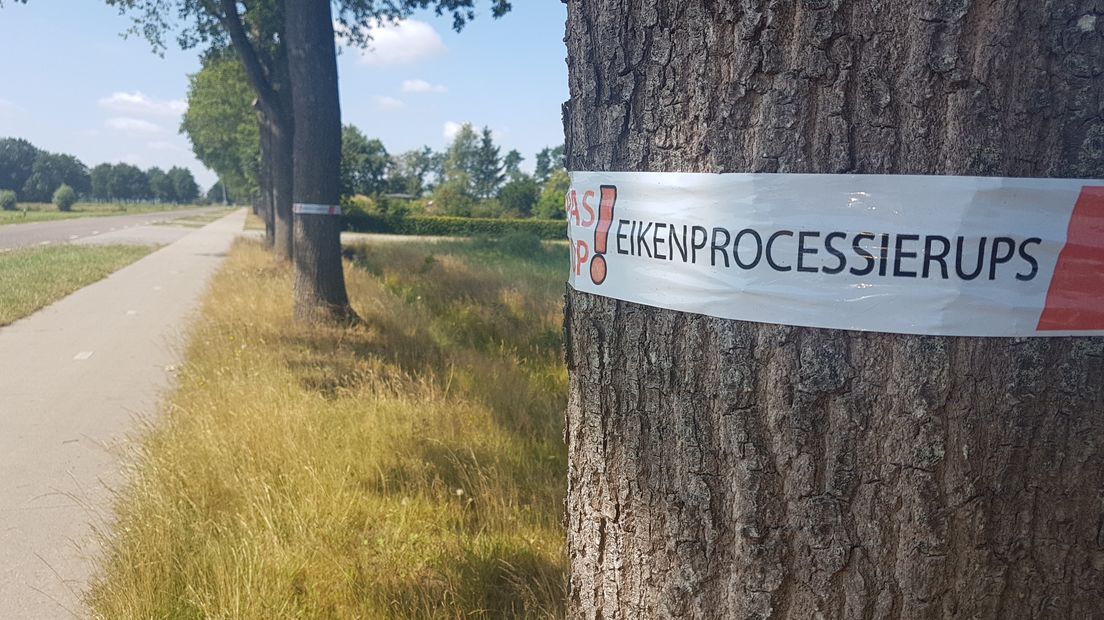 Gemeenten waarschuwen tegen de eikenprocessierups met roodwitte linten. (Rechten: Jasmijn Wijnbergen/RTV Drenthe).