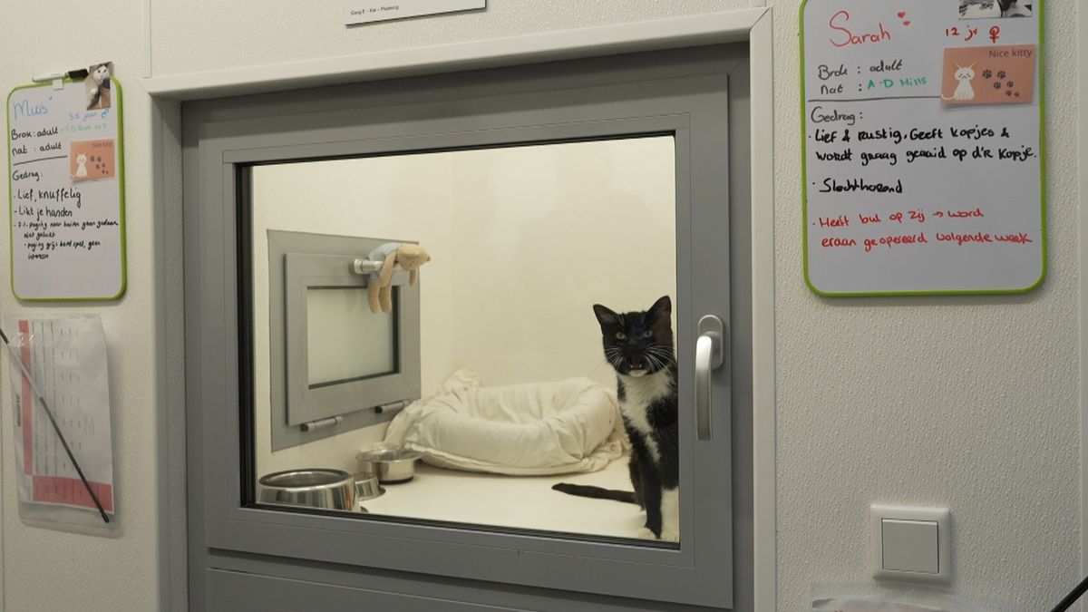 Het asiel heeft veel dieren opgevangen en herplaatst, maar niet elk dier vindt gemakkelijk een baasj