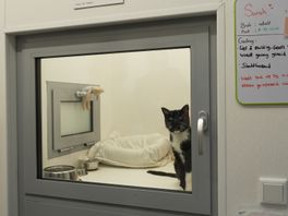 Het asiel heeft veel dieren opgevangen en herplaatst, maar niet elk dier vindt gemakkelijk een baasje.