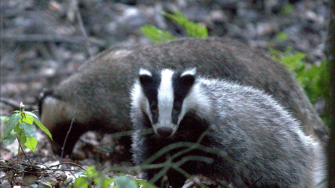 De das is een van de dieren die afgeschoten zou mogen worden