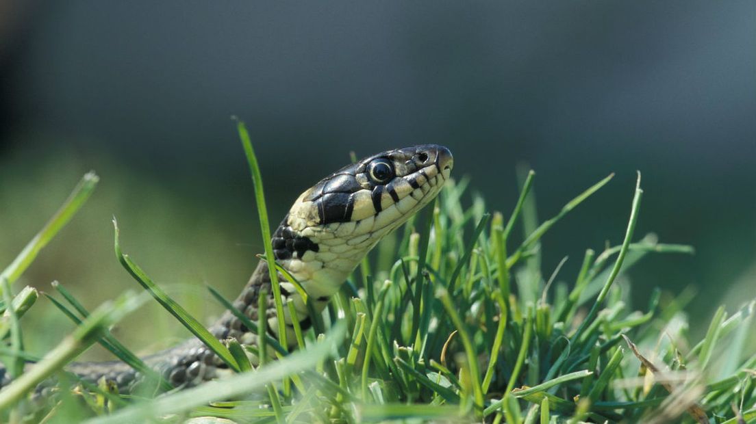 Zaterdag kun je helpen met het omzetten van broeihopen voor de ringslang (Rechten: Freenatureimages/Edo van Uchelen)