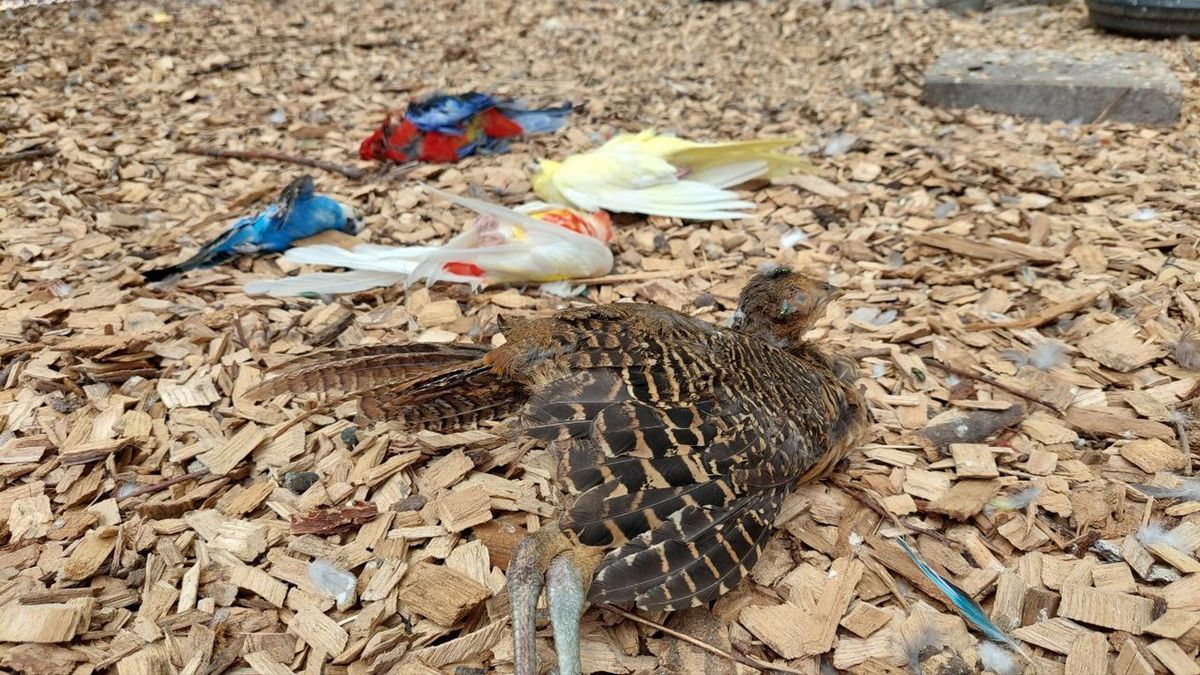 Slachtpartij op kinderboerderij Dedemsvaart, dertig vogels te grazen genomen