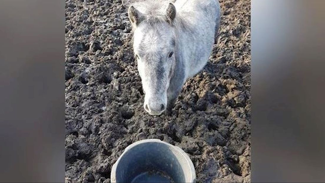 De in beslag genomen dieren van de eigenaresse van de Enschedese paardenopvang