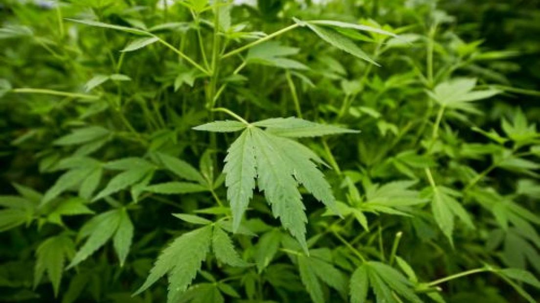 Hennepkwekerij met 600 planten verstopt op zolder
