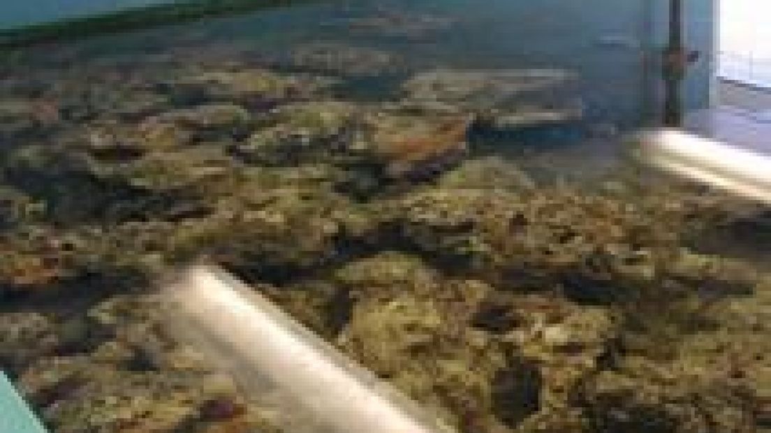 Politie stuit op 750 kilo koraal