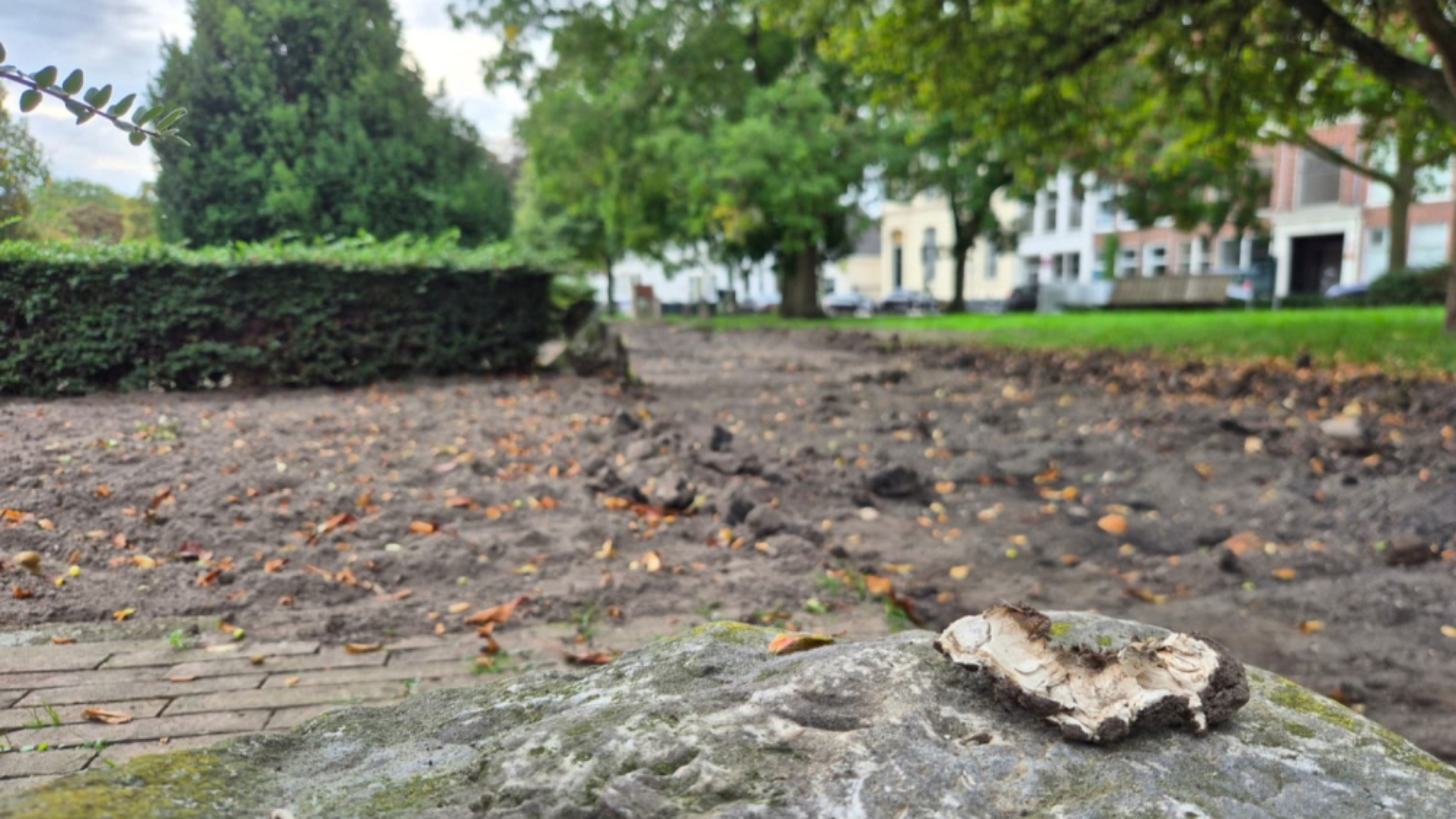 De vondst van de mogelijk giftige paddenstoelen maakt deel uit van het lopende onderzoek.