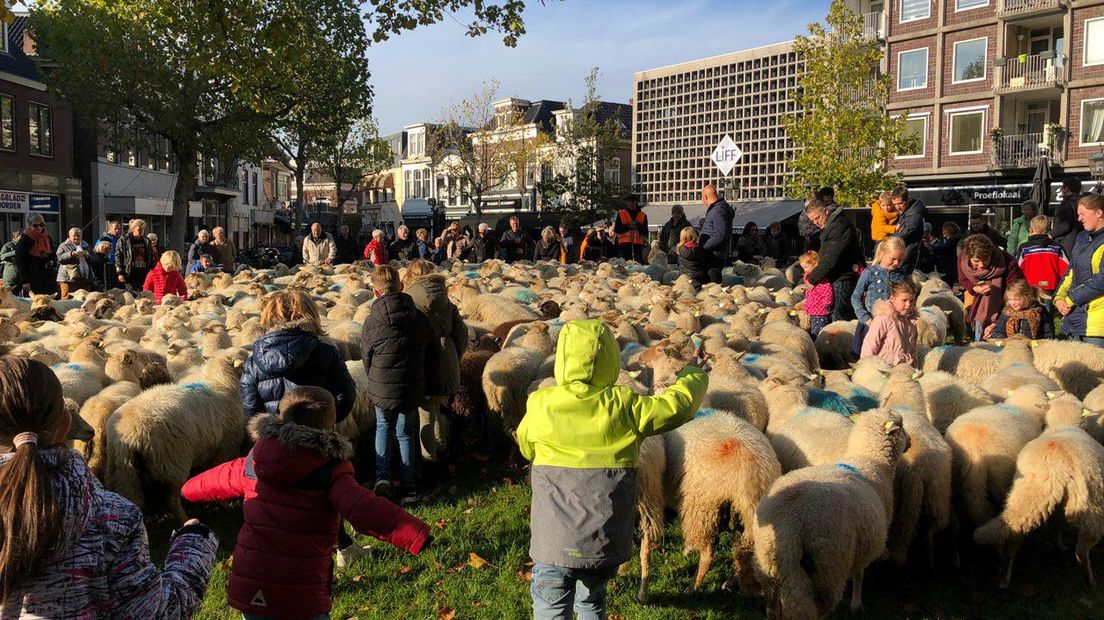 De schapen in de binnenstad van Assen op weg naar de stal bij het Witterveld (Rechten:Ineke Kemper/RTV Drenthe)