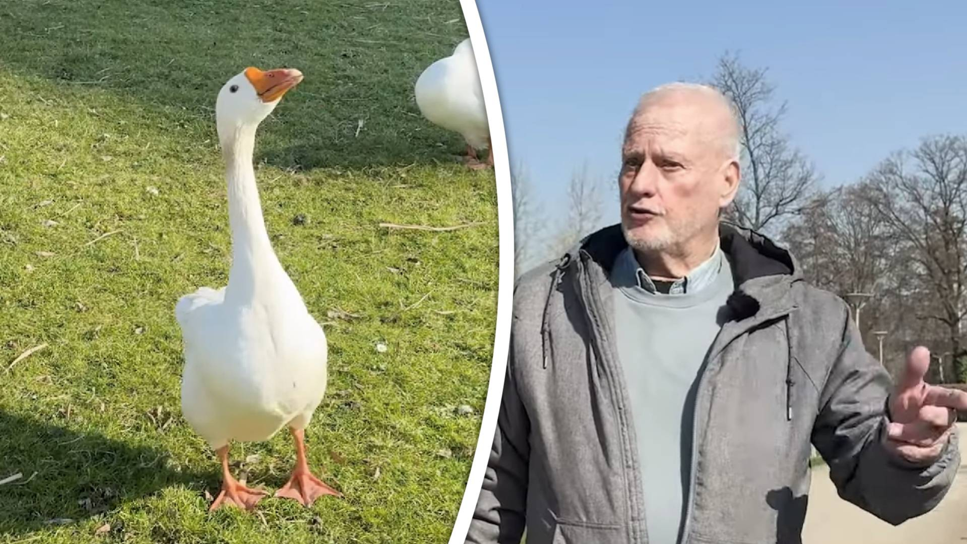 Het aantal ganzen is flink toegenomen in het park.
