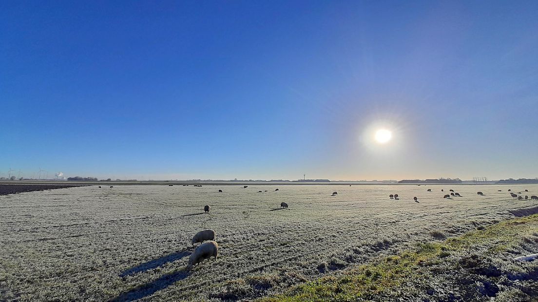 Schapen in de buurt van Roodeschool op een winterochtend