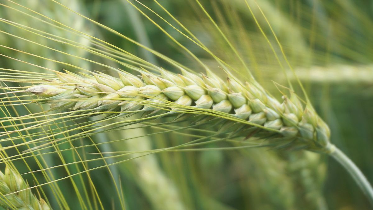 Deze plant vormt een plaag voor honden en katten: 'Wees er snel bij'