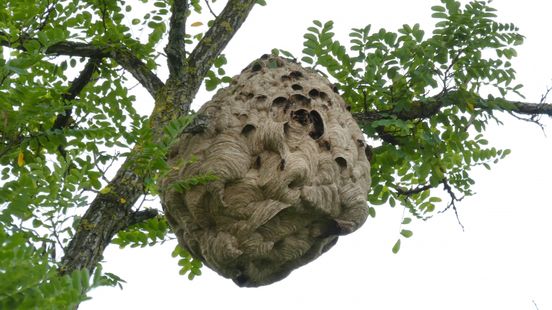 Groot nest met hoornaars dicht bij huizen en kinderdagverblijf: 'Hartstikke gevaarlijk' Nieuws
