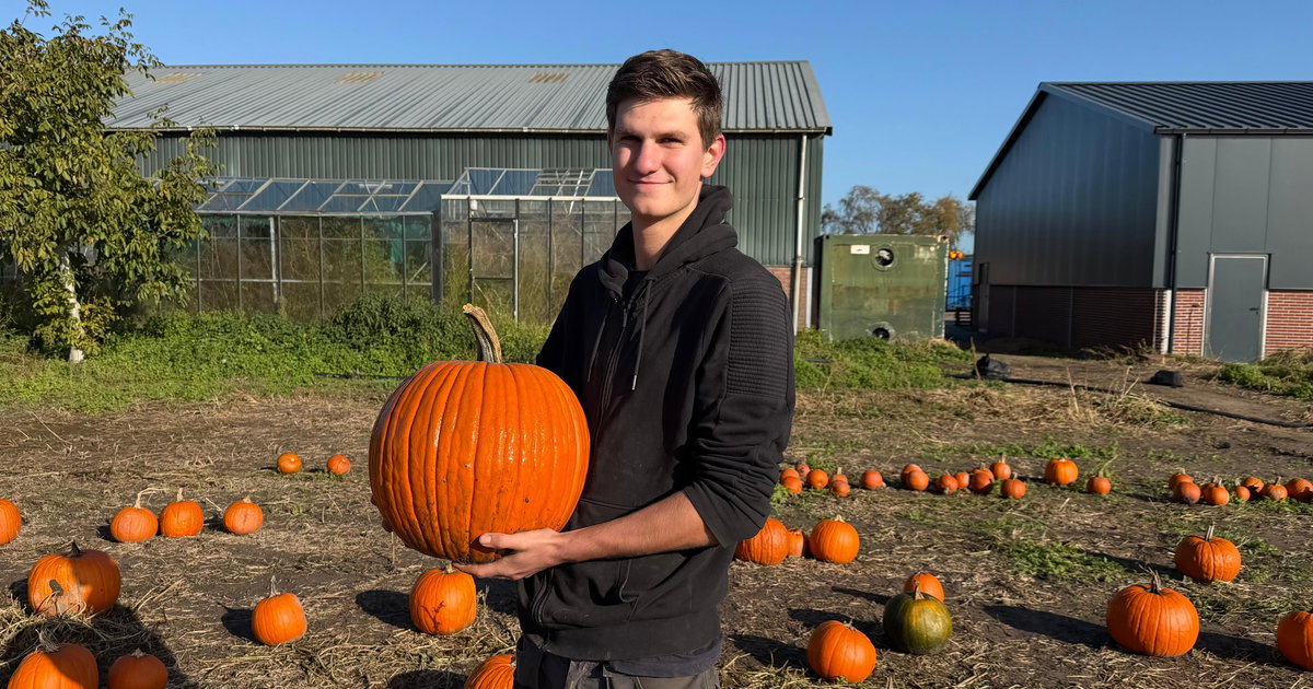 Pompoenen waar zelfs een baby in past: Eli’s hobby is flink uit de hand gelopen
