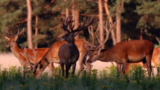 Hardlopers omver gelopen door overstekend wild tijdens evenement