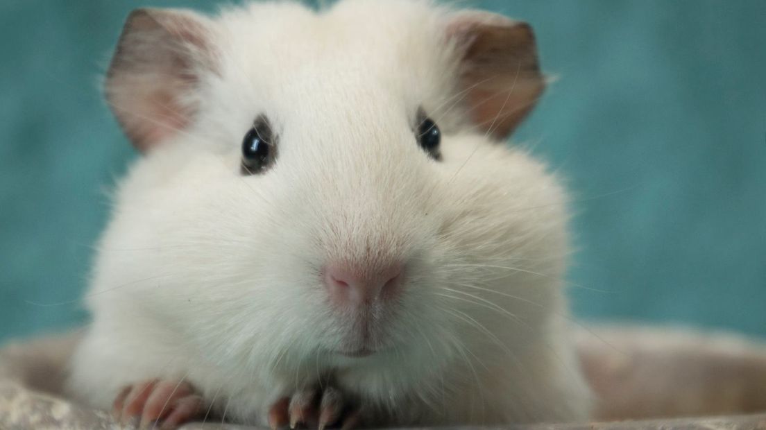 Deze cavia is gedumpt, maar heeft het overleefd.
