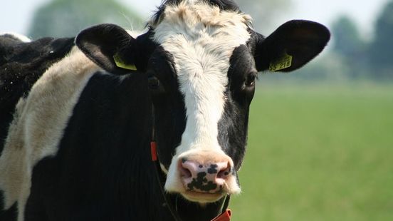 Mestverwerker heeft volgens milieuorganisaties geen geldige vergunning