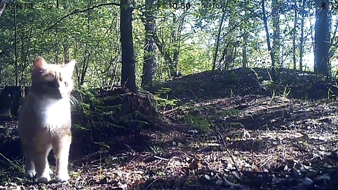 De Boermarken: katten horen niet in de natuur (foto Laura Smit/RTV Drenthe)