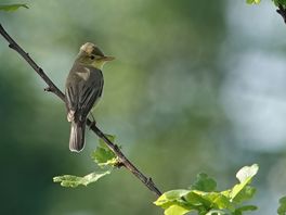 Bijzondere zangvogel bootst klanken van spoorwegovergang na