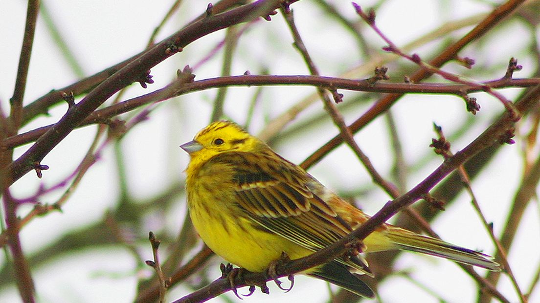 Drie jaar lang trokken meer dan 1800 waarnemers door Nederland om gegevens te verzamelen voor de vogelatlas van SOVON Vogelonderzoek uit Nijmegen. De voorlopige gegevens zijn al gepubliceerd.