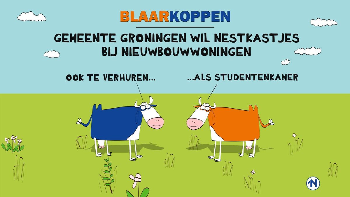 Blaarkoppen slaan twee vliegen in één klap RTV Noord