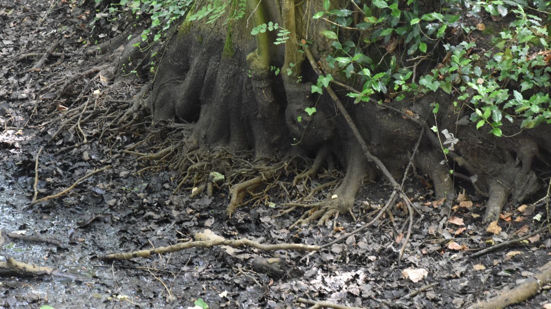 Gevolgen van de droogte in de natuur.