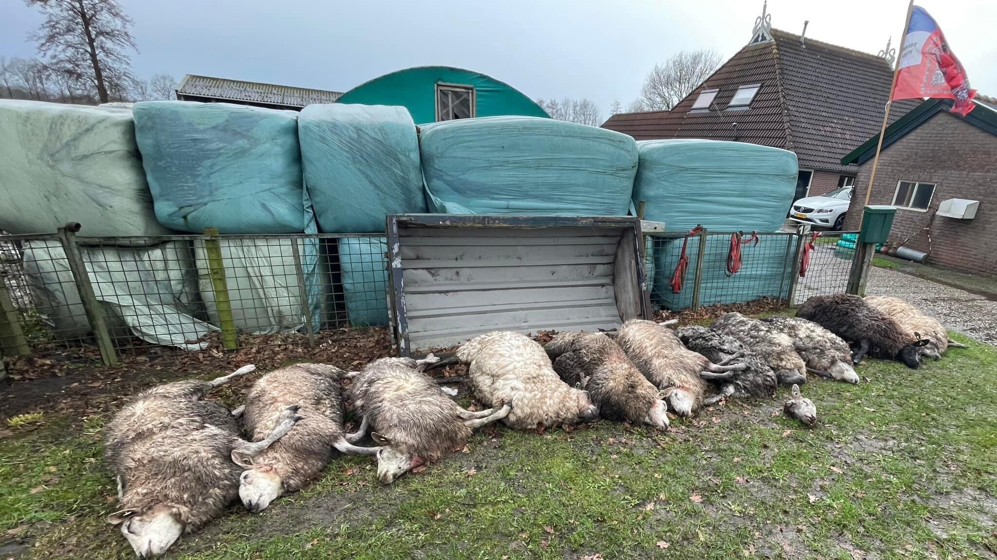 Bluodrichste wike yn jierren: hast 70 deade skiep yn seis dagen tiid