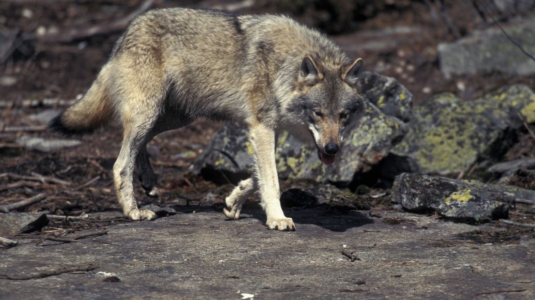 Misschien lopen de wolven onopvallend door Drenthe? De wolf op de foto is niet 1 van de 3 vermiste dieren. (Rechten: Saxifraga/Arie de Knijff)