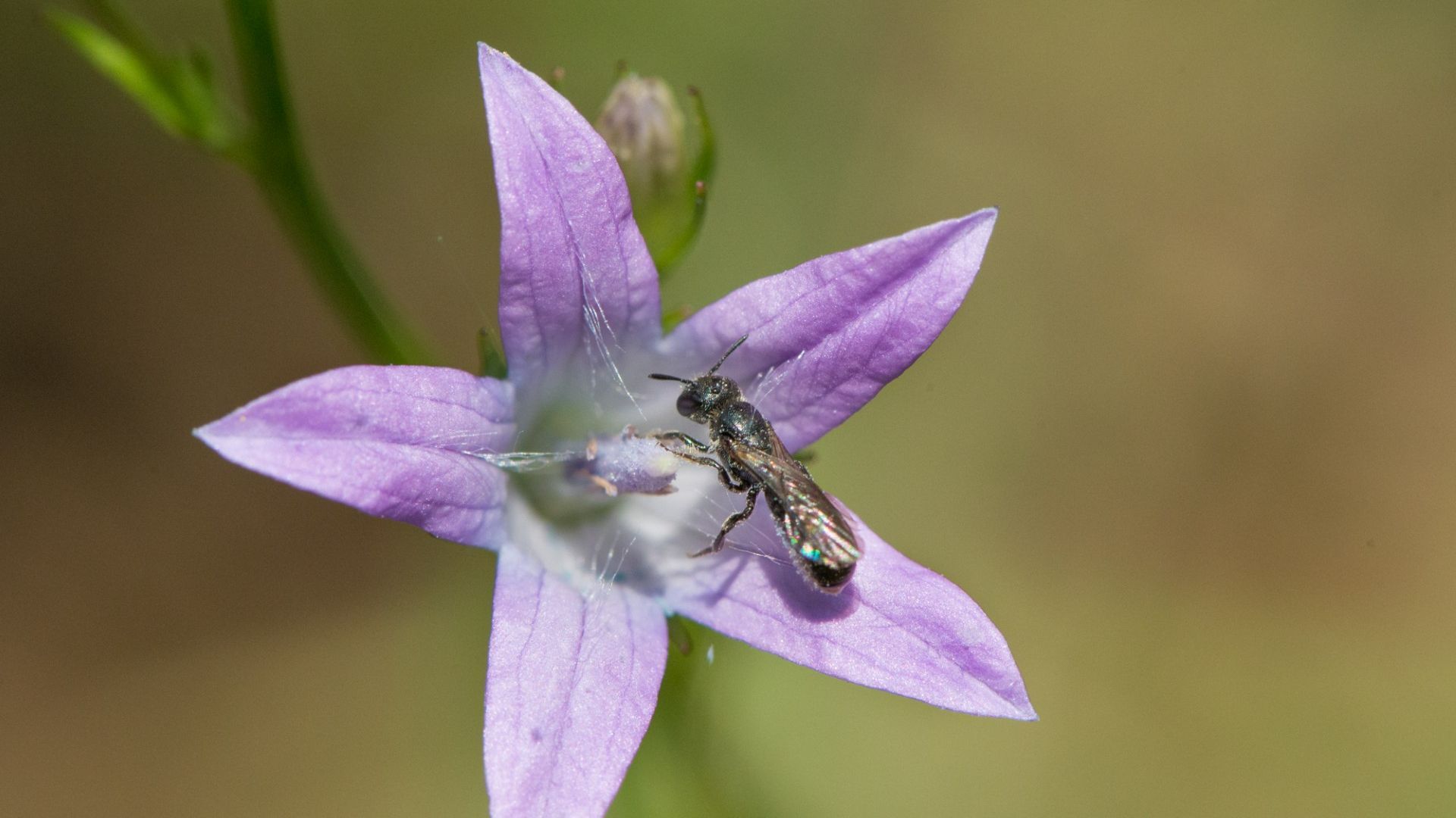 Berkelland start BioBlitz om soortenrijkdom in kaart te brengen.