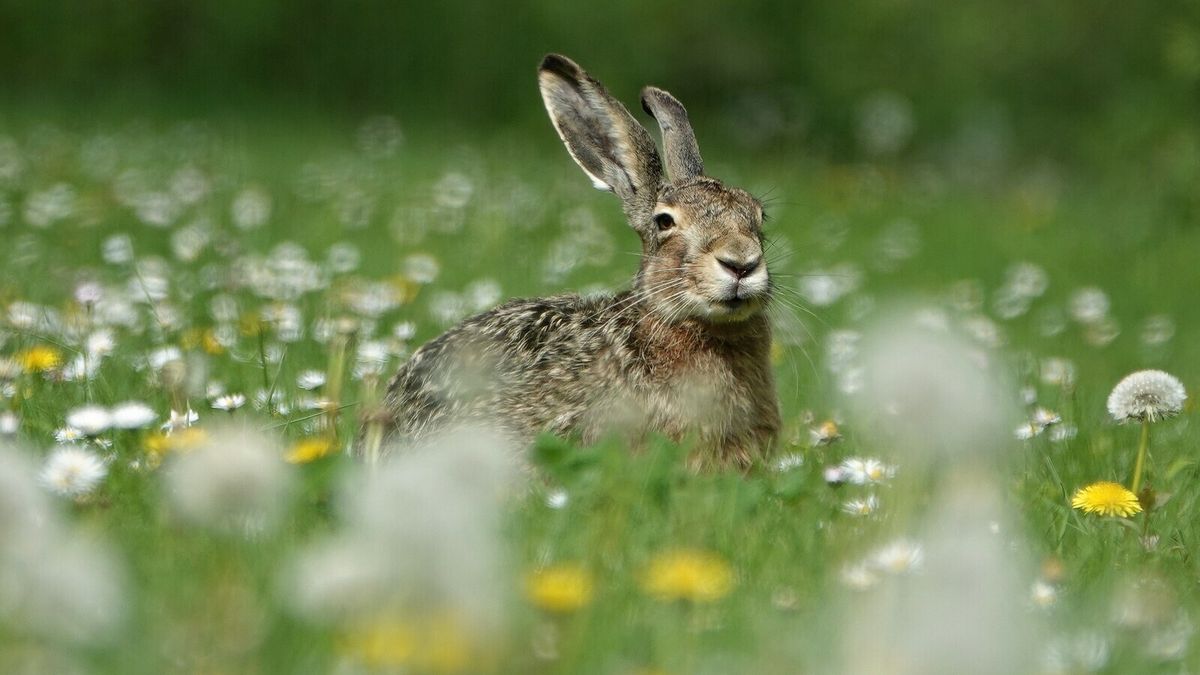 Verdachten van stroperij aangehouden in Aardenburg