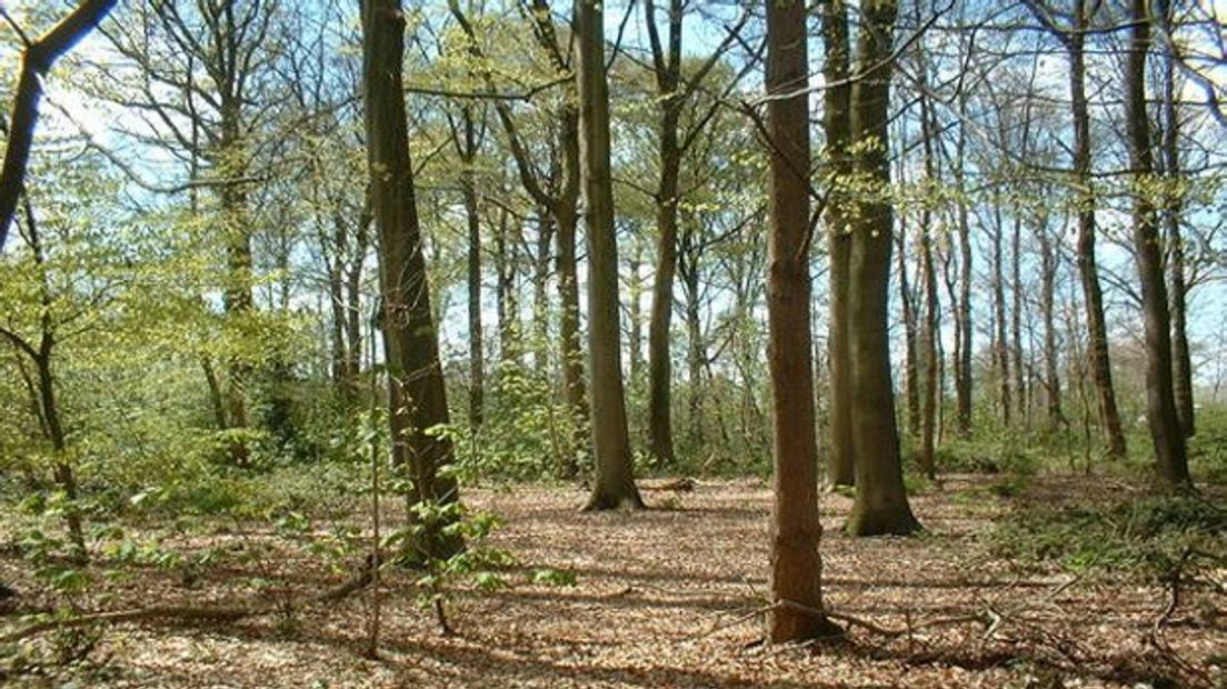 Het Drents Friese Wold (Rechten: archief RTV Drenthe)