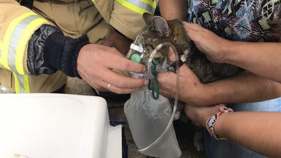 Een kat werd gered uit de woning