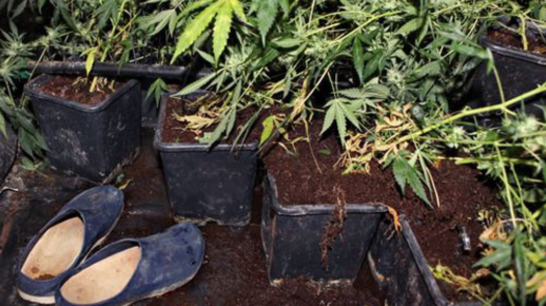 Politie pakt illegale wietteelt aan