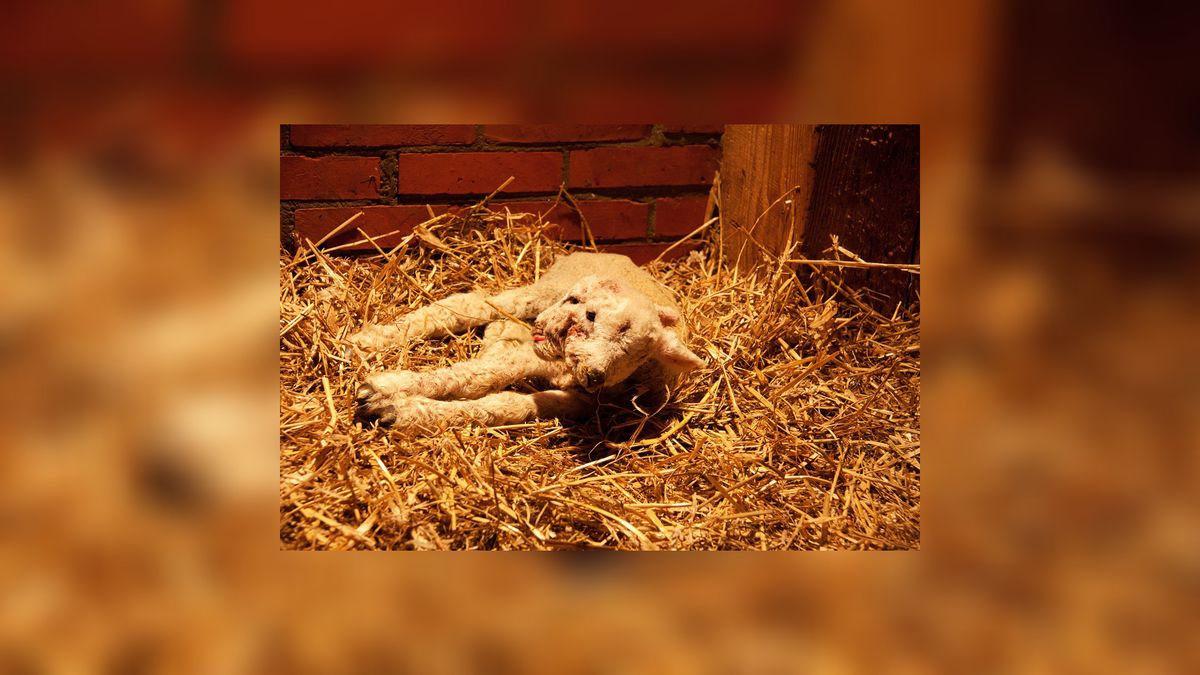 Lammetje met twee gezichten - Omrop Fryslân