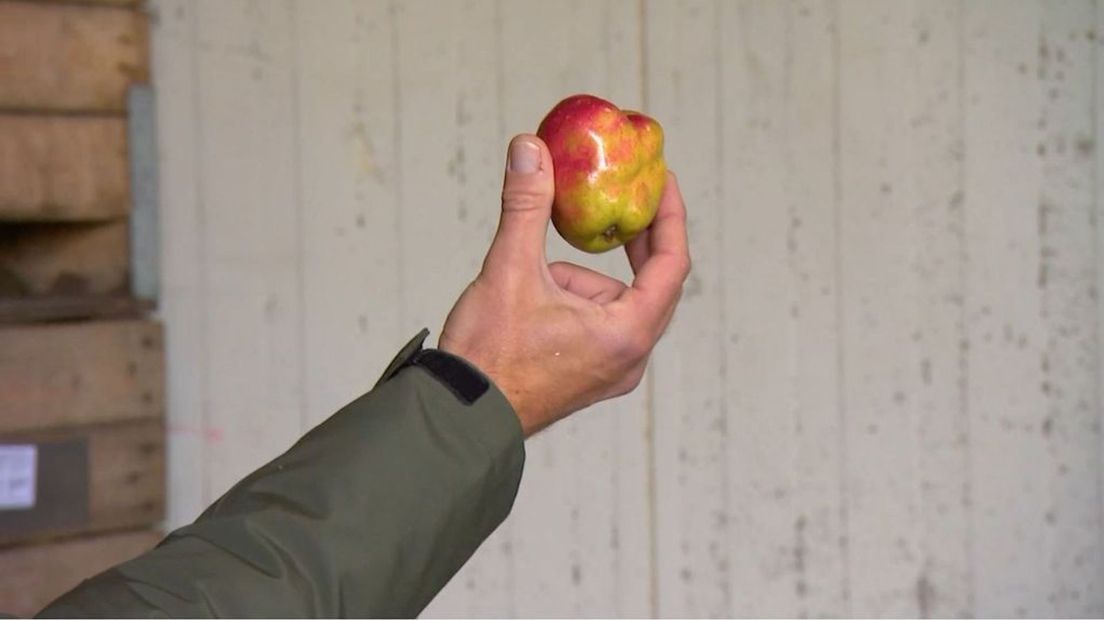 De appel waar het om draait: de Krenkelaar.