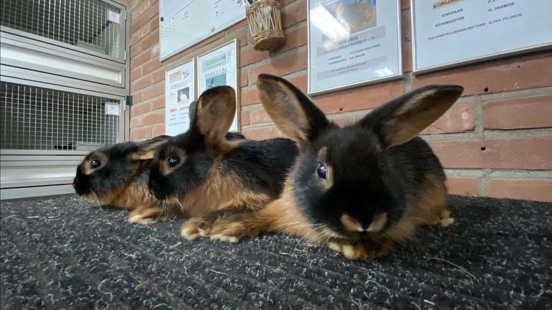 Drie konijnen uit de stal van Peter