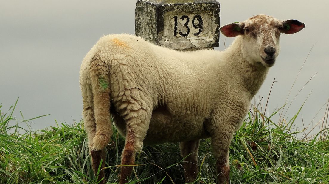 Schaap bij Kanaal door Walcheren