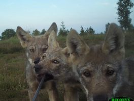 Minstens dertien wolvenwelpen geboren in Drenthe