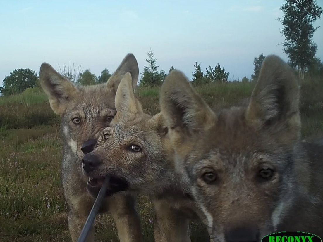 Minstens dertien wolvenwelpen geboren in Drenthe