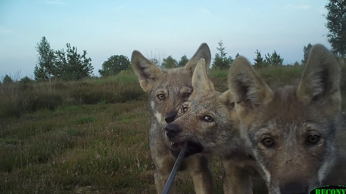 Minstens dertien wolvenwelpen geboren in Drenthe