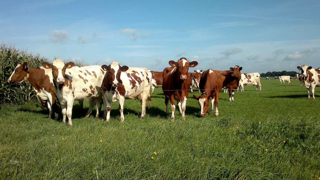 Koeien in de wei (Rechten: RTV Drenthe)