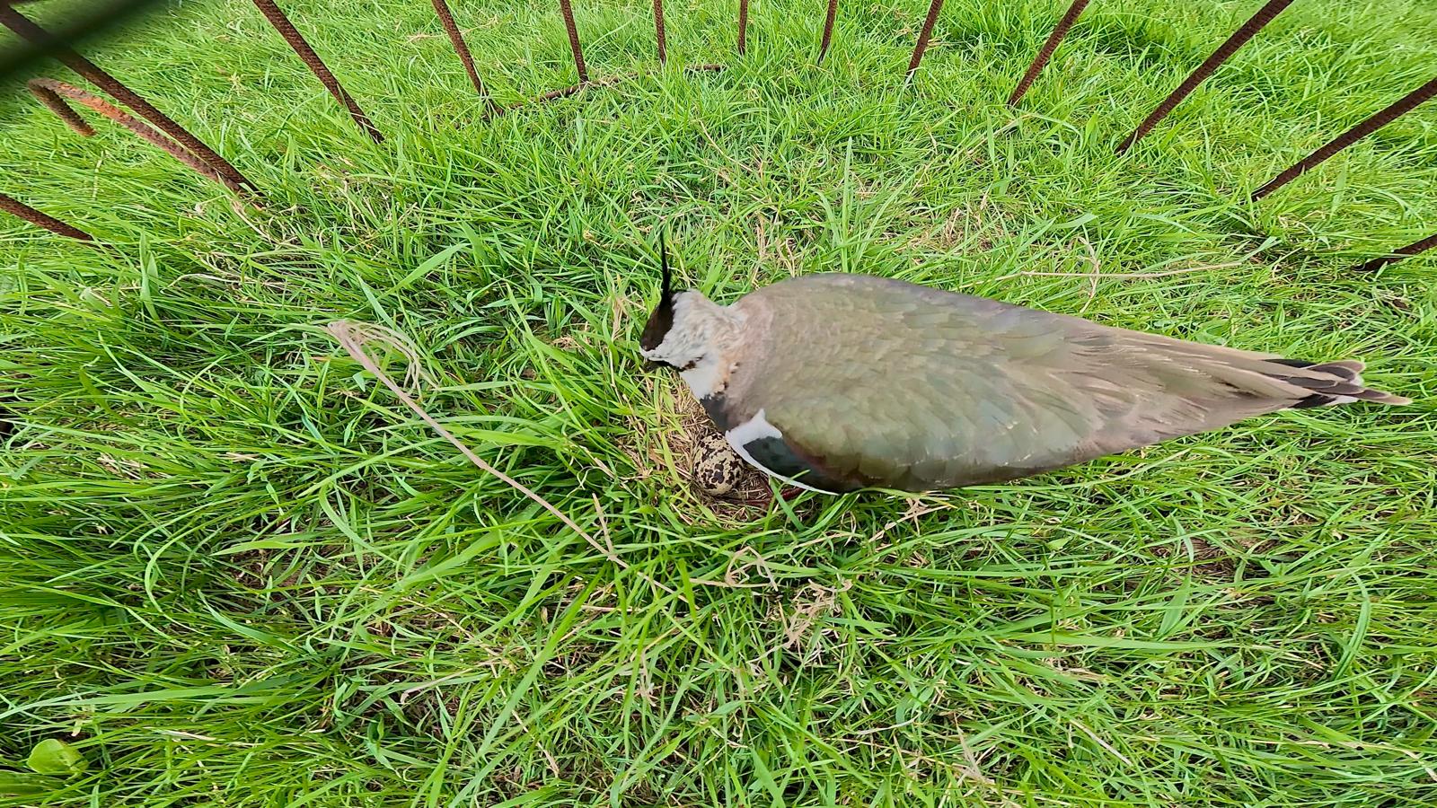 Een kievit boven het nageslacht